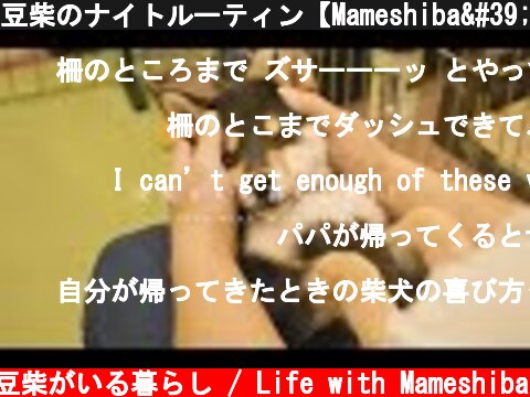 豆柴のナイトルーティン【Mameshiba's Night Routine】  (c) 豆柴がいる暮らし / Life with Mameshiba