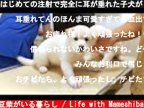 はじめての注射で完全に耳が垂れた子犬がこちらです  (c) 豆柴がいる暮らし / Life with Mameshiba