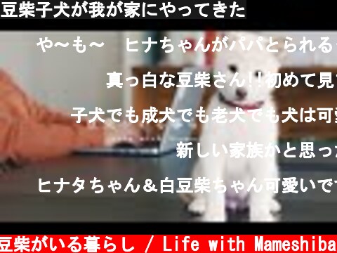 豆柴子犬が我が家にやってきた  (c) 豆柴がいる暮らし / Life with Mameshiba