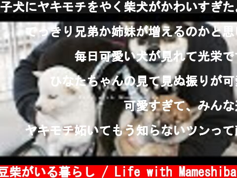 子犬にヤキモチをやく柴犬がかわいすぎた。【豆柴暮らし】  (c) 豆柴がいる暮らし / Life with Mameshiba