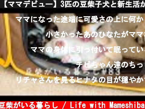 【ママデビュー】3匹の豆柴子犬と新生活がはじまる  (c) 豆柴がいる暮らし / Life with Mameshiba