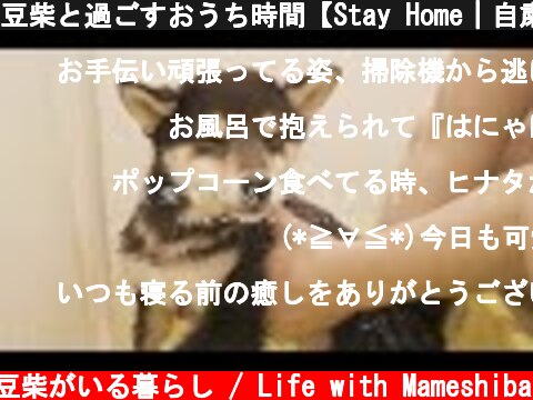 豆柴と過ごすおうち時間【Stay Home｜自粛ルーティン】  (c) 豆柴がいる暮らし / Life with Mameshiba