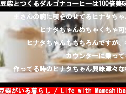 豆柴とつくるダルゴナコーヒーは100倍美味しかった。【豆柴暮らし】  (c) 豆柴がいる暮らし / Life with Mameshiba