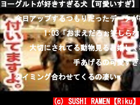 ヨーグルトが好きすぎる犬【可愛いすぎ】  (c) SUSHI RAMEN【Riku】