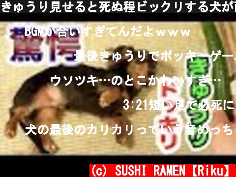 きゅうり見せると死ぬ程ビックリする犬が面白すぎた！！  (c) SUSHI RAMEN【Riku】