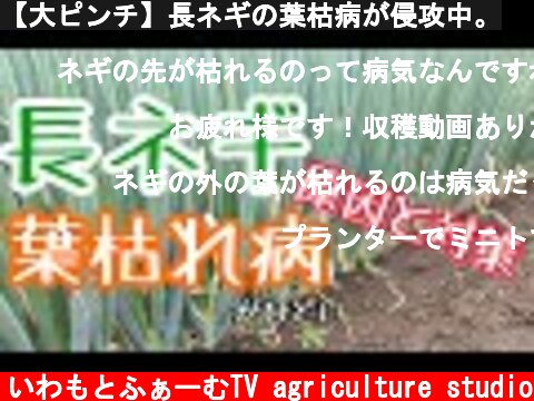 【大ピンチ】長ネギの葉枯病が侵攻中。  (c) いわもとふぁーむTV agriculture studio