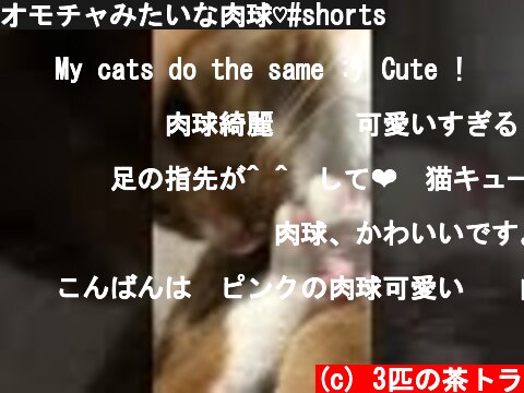 オモチャみたいな肉球♡#shorts  (c) 3匹の茶トラ