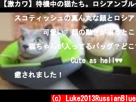 【激カワ】待機中の猫たち。ロシアンブルー＆スコティッシュフォールド  (c) Luke2013RussianBlue