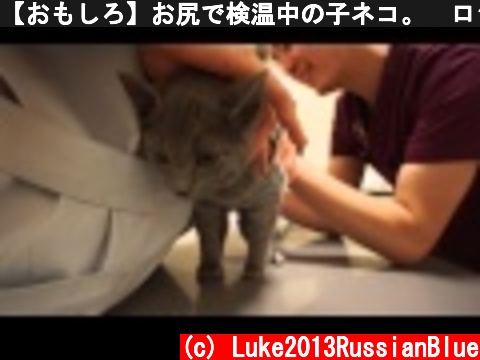 【おもしろ】お尻で検温中の子ネコ。　ロシアンブルー  (c) Luke2013RussianBlue