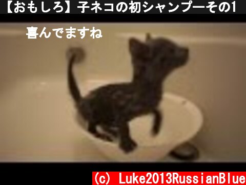 【おもしろ】子ネコの初シャンプーその1　ロシアンブルー  (c) Luke2013RussianBlue