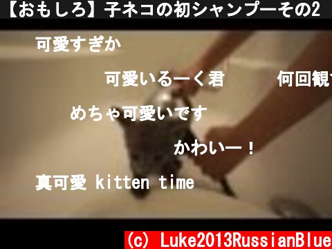 【おもしろ】子ネコの初シャンプーその2　ロシアンブルー  (c) Luke2013RussianBlue