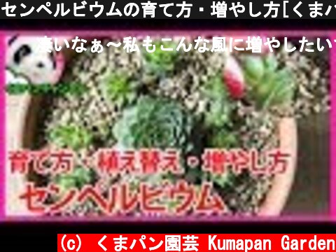 センペルビウムの育て方・増やし方[くまパン園芸]  (c) くまパン園芸 Kumapan Garden