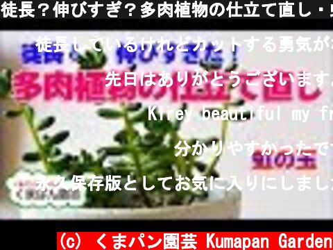 徒長？伸びすぎ？多肉植物の仕立て直し・虹の玉・Succulents【くまパン園芸】  (c) くまパン園芸 Kumapan Garden