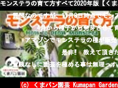 モンステラの育て方すべて2020年版【くまパン園芸】  (c) くまパン園芸 Kumapan Garden