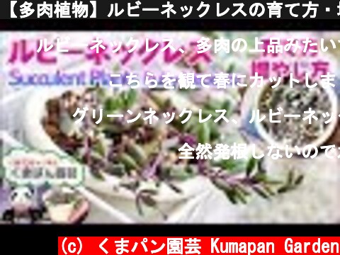 【多肉植物】ルビーネックレスの育て方・増やし方【くまパン園芸】  (c) くまパン園芸 Kumapan Garden