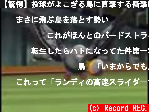 【驚愕】投球がよこぎる鳥に直撃する衝撃映像  (c) Record REC.