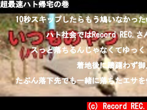 超最速ハト帰宅の巻  (c) Record REC.