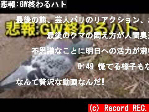 悲報:GW終わるハト  (c) Record REC.