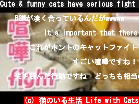 Cute & funny cats have serious fight / 【猫 おもしろ】猫の本気なのに、かわいい喧嘩  (c) 猫のいる生活 Life with Cats