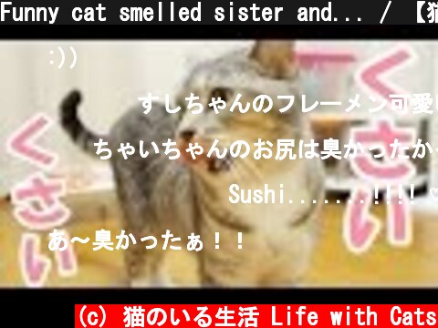 Funny cat smelled sister and... / 【猫 おもしろ】姉猫のお尻に臭い顔をする猫  (c) 猫のいる生活 Life with Cats