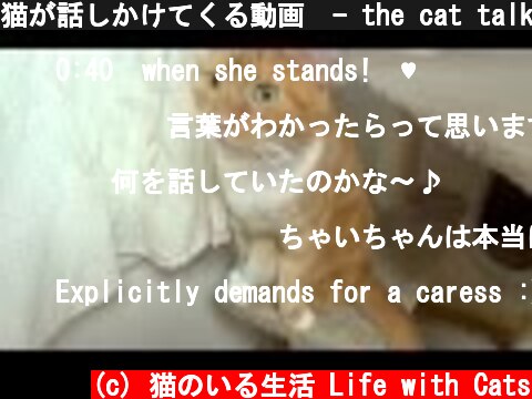 猫が話しかけてくる動画　- the cat talks to me -  (c) 猫のいる生活 Life with Cats