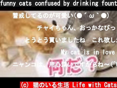 funny cats confused by drinking fountain / ピュアクリスタルに戸惑う、おもしろ猫ズ  (c) 猫のいる生活 Life with Cats