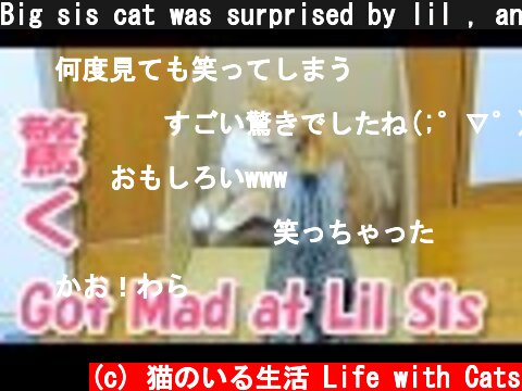 Big sis cat was surprised by lil , and  got mad / 猫が妹猫に驚かされてマジギレしている  (c) 猫のいる生活 Life with Cats