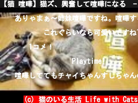 【猫 喧嘩】猫ズ、興奮して喧嘩になる　- cat fight -  (c) 猫のいる生活 Life with Cats