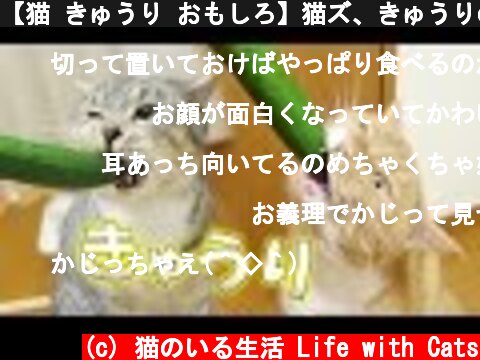 【猫 きゅうり おもしろ】猫ズ、きゅうりの味見をする　- the cats and the cucumber -  (c) 猫のいる生活 Life with Cats
