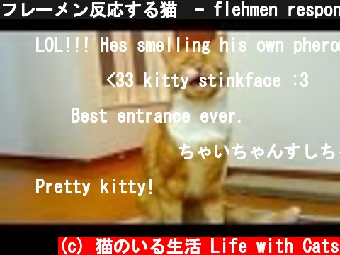 フレーメン反応する猫　- flehmen response of my cat -  (c) 猫のいる生活 Life with Cats