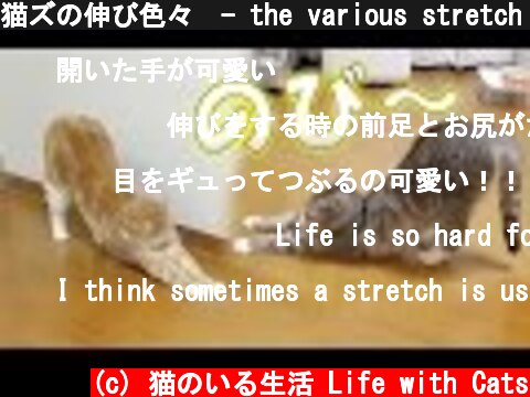猫ズの伸び色々　- the various stretch of the cats -  (c) 猫のいる生活 Life with Cats