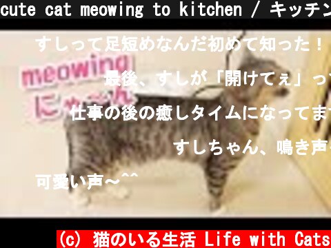 cute cat meowing to kitchen / キッチンに叫び続ける猫の鳴き声が、かわいい【猫 鳴き声】  (c) 猫のいる生活 Life with Cats