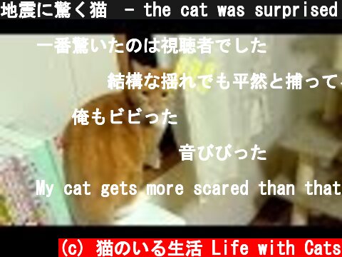 地震に驚く猫　- the cat was surprised at earthquake -  (c) 猫のいる生活 Life with Cats