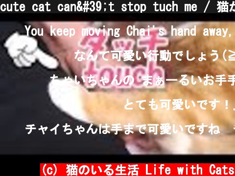 cute cat can't stop tuch me / 猫が飼い主へのタッチが止まらない【猫 かわいい】  (c) 猫のいる生活 Life with Cats