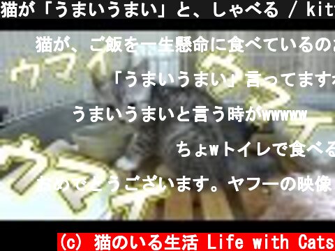 猫が「うまいうまい」と、しゃべる / kitten eat the food , saying yummy in Japanese  (c) 猫のいる生活 Life with Cats