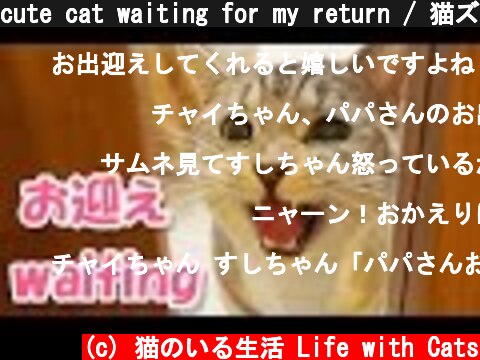 cute cat waiting for my return / 猫ズが、かわいい鳴き声でお出迎え【猫 かわいい】  (c) 猫のいる生活 Life with Cats