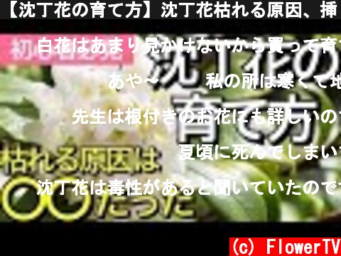 【沈丁花の育て方】沈丁花枯れる原因、挿し木の時期、アブラムシ薬  (c) FlowerTV