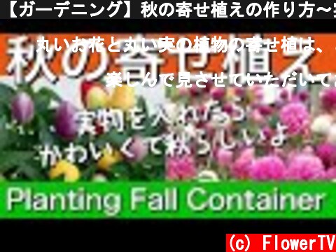 【ガーデニング】秋の寄せ植えの作り方〜実物や秋のお花で素敵に植えよう　Planting Fall Container  (c) FlowerTV