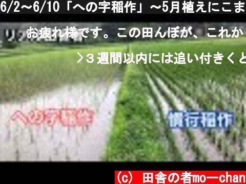 6/2～6/10「への字稲作」～5月植えにこまる～経過報告  (c) 田舎の者moーchan