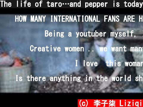 The life of taro…and pepper is today’s treat 芋头的一生，辣椒…是送的丨Liziqi Channel  (c) 李子柒 Liziqi