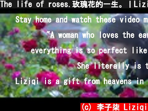 The life of roses.玫瑰花的一生。丨Liziqi Channel  (c) 李子柒 Liziqi