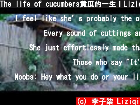 The life of cucumbers黄瓜的一生丨Liziqi Channel  (c) 李子柒 Liziqi
