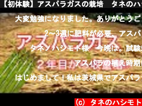 【初体験】アスパラガスの栽培　タネのハシモト  (c) タネのハシモト