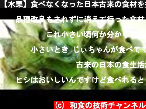 【水栗】食べなくなった日本古来の食材を採集して調理します。菱の実  (c) 和食の技術チャンネル