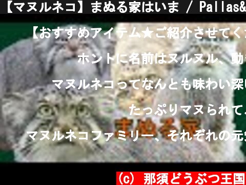 【マヌルネコ】まぬる家はいま / Pallas's cat - Now they are  (c) 那須どうぶつ王国
