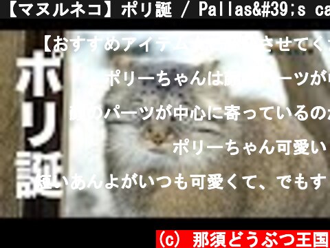 【マヌルネコ】ポリ誕 / Pallas's cat - Happy Birthday! Polly!  (c) 那須どうぶつ王国