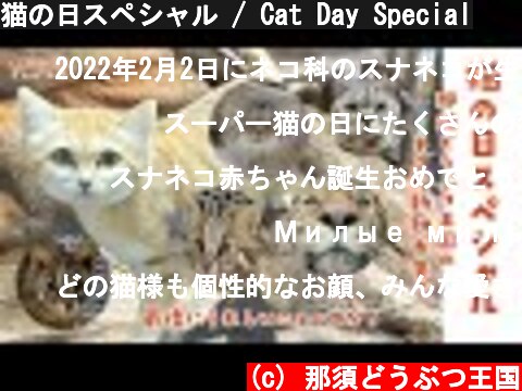 猫の日スペシャル / Cat Day Special  (c) 那須どうぶつ王国
