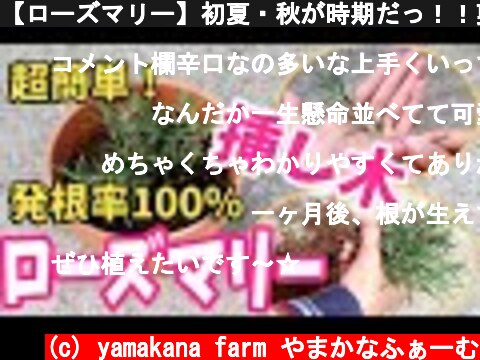 【ローズマリー】初夏・秋が時期だっ！！剪定&挿し木。鉢上げまであるよ♫  (c) yamakana farm やまかなふぁーむ