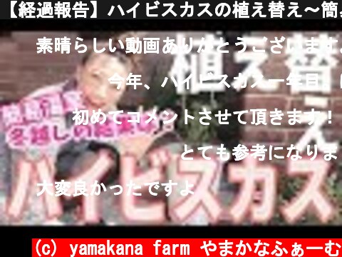 【経過報告】ハイビスカスの植え替え〜簡易温室での冬越しの結果は！？〜  (c) yamakana farm やまかなふぁーむ