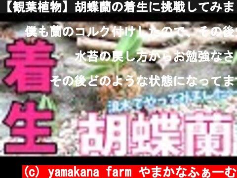 【観葉植物】胡蝶蘭の着生に挑戦してみました♫200円で胡蝶蘭をゲット！  (c) yamakana farm やまかなふぁーむ